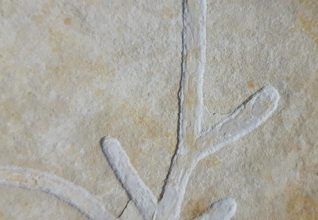 Brachyphyllum nepos SAPORTA 1884 - Bild &copy; FossNet FossilienStore